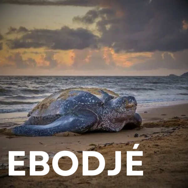 ebodje